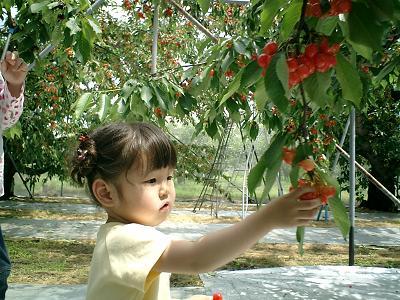 さくらんぼ狩りに行きました。（山形県東根市）