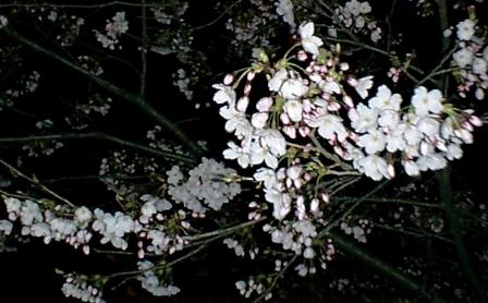 夜の桜.jpg