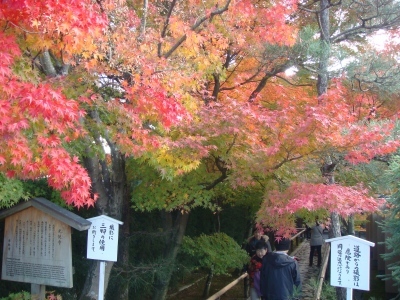 紅葉の細い道。京都、光悦寺