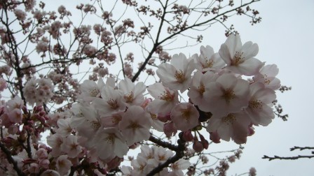 sakura2008.jpg
