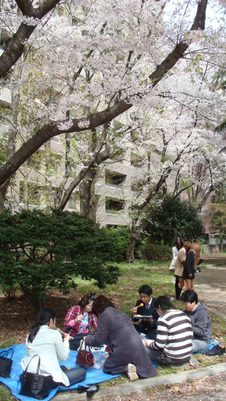 sakura2008v.jpg